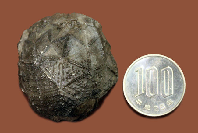 呼名が面白い!米国ニューヨーク産棘皮動物ウミリンゴ(Caryocrinites ornatus)(その10)