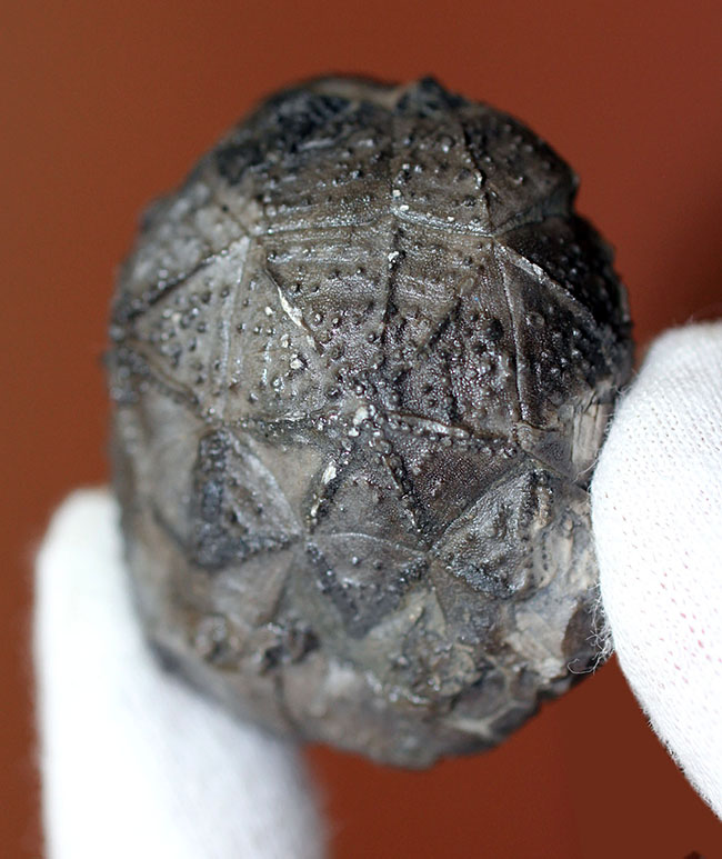 呼名が面白い!米国ニューヨーク産棘皮動物ウミリンゴ(Caryocrinites ornatus)(その2)