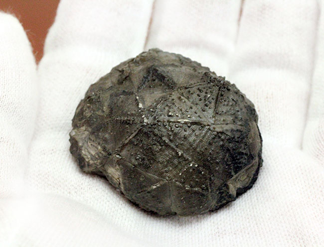 呼名が面白い!米国ニューヨーク産棘皮動物ウミリンゴ(Caryocrinites ornatus)(その4)