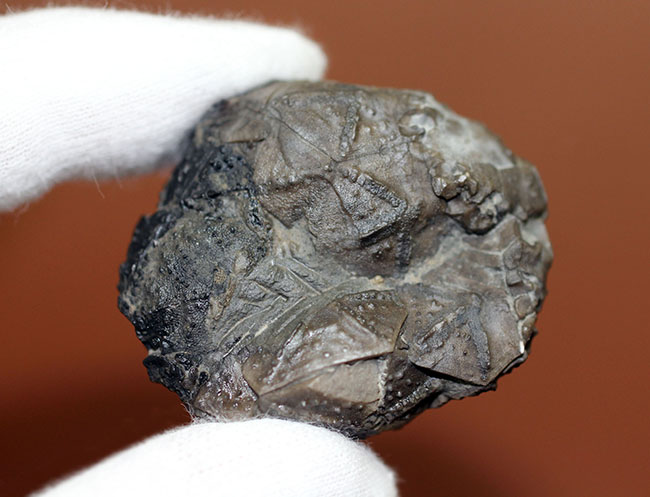 呼名が面白い!米国ニューヨーク産棘皮動物ウミリンゴ(Caryocrinites ornatus)(その5)