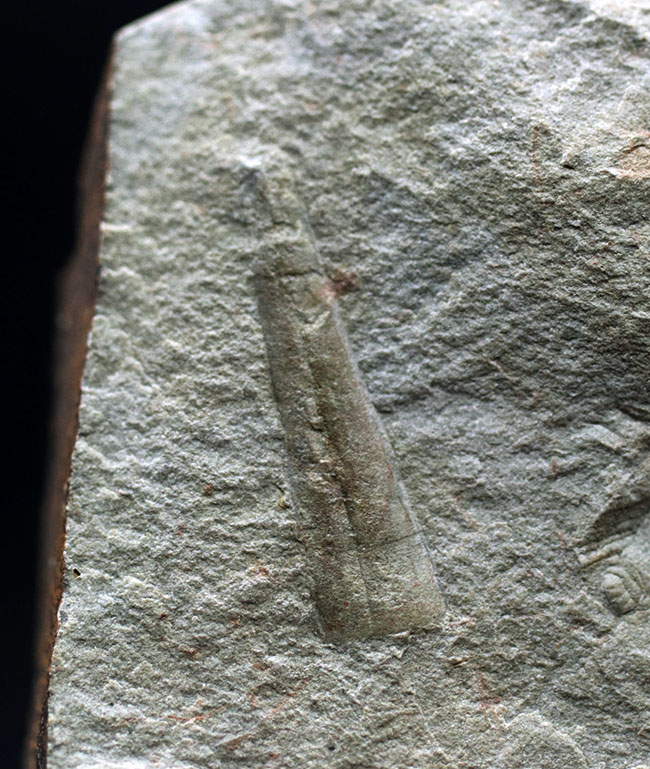 現世のどの動物とも似ていない、古生代に棲息していた不思議な生物、ヒオリテスの殻の化石（その2）