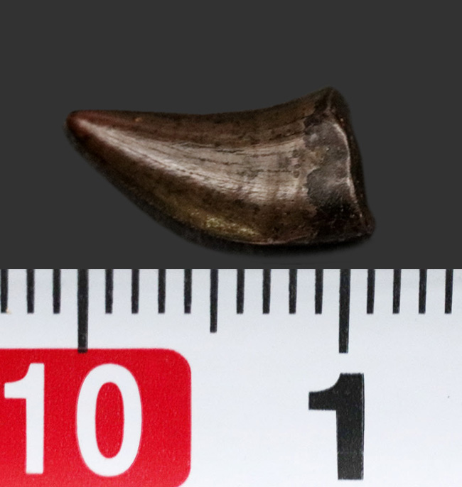 レア!100%ナチュラル、ジェムのような品質を持つ、ティラノサウルス・レックス(Tyrannosaurus rex)の幼体(赤ちゃん)の歯化石(その9)
