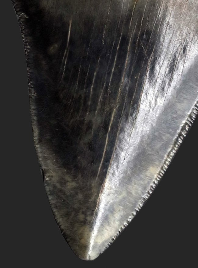 左右対称で均整のとれたフォルム！上質のエナメル質とセレーションが保存された、コレクショングレードのメガロドンの歯化石（その10）