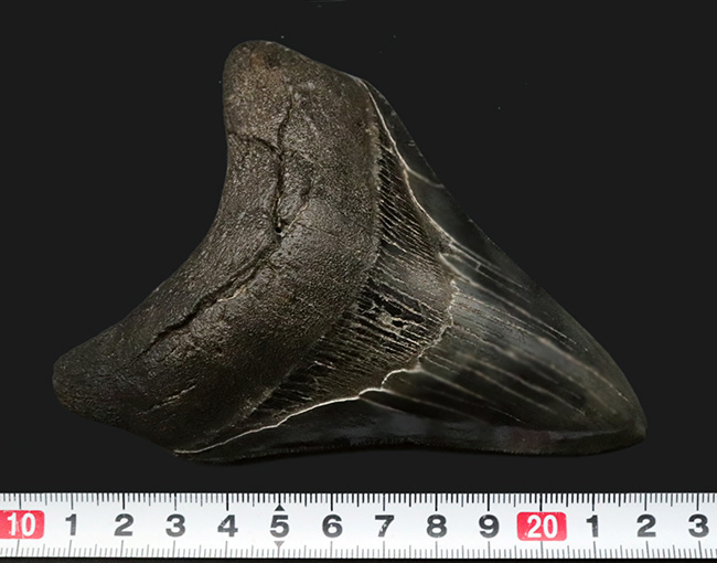 左右対称で均整のとれたフォルム！上質のエナメル質とセレーションが保存された、コレクショングレードのメガロドンの歯化石（その12）