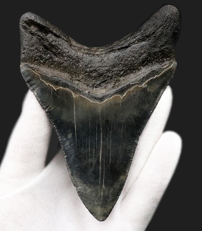 左右対称で均整のとれたフォルム！上質のエナメル質とセレーションが保存された、コレクショングレードのメガロドンの歯化石（その5）