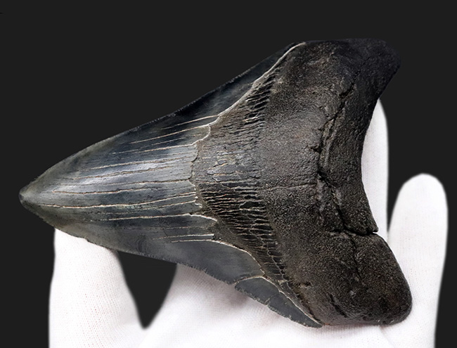 左右対称で均整のとれたフォルム！上質のエナメル質とセレーションが保存された、コレクショングレードのメガロドンの歯化石（その8）