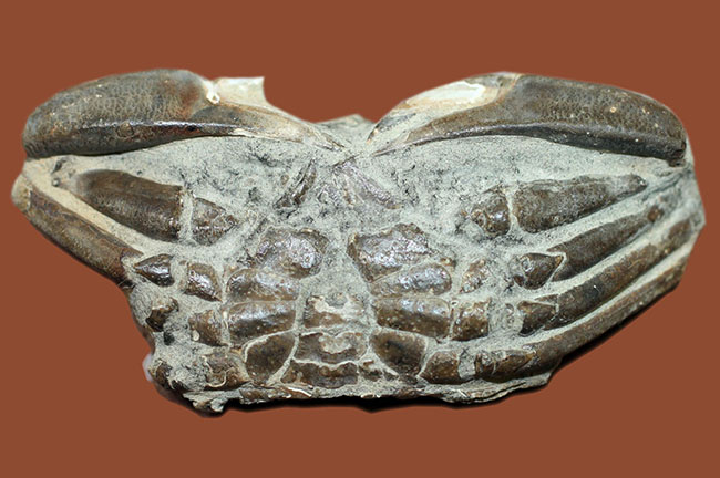 甲羅の模様まで見て取れる新生代のカニ化石（その1）