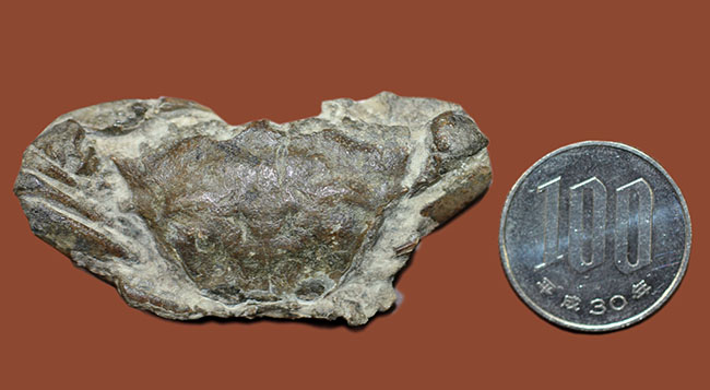 甲羅の模様まで見て取れる新生代のカニ化石（その10）