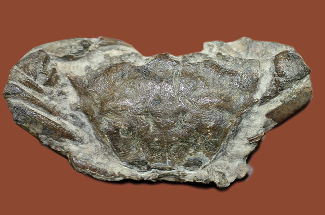 甲羅の模様まで見て取れる新生代のカニ化石（その2）