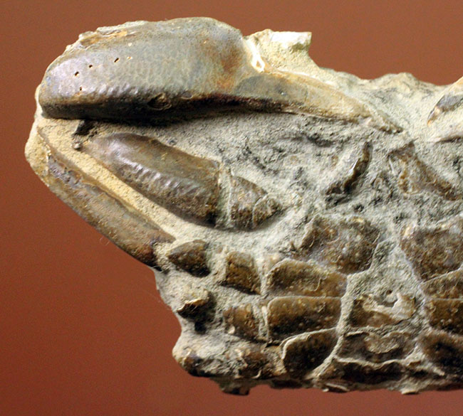 甲羅の模様まで見て取れる新生代のカニ化石（その3）