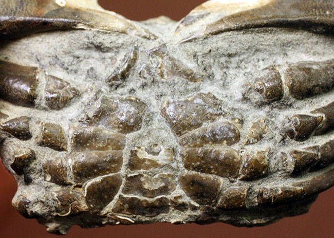 甲羅の模様まで見て取れる新生代のカニ化石（その4）