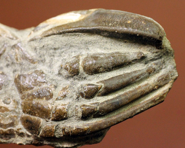 甲羅の模様まで見て取れる新生代のカニ化石（その5）