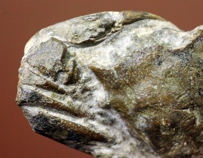 甲羅の模様まで見て取れる新生代のカニ化石(その7)