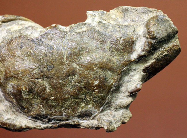 甲羅の模様まで見て取れる新生代のカニ化石（その8）