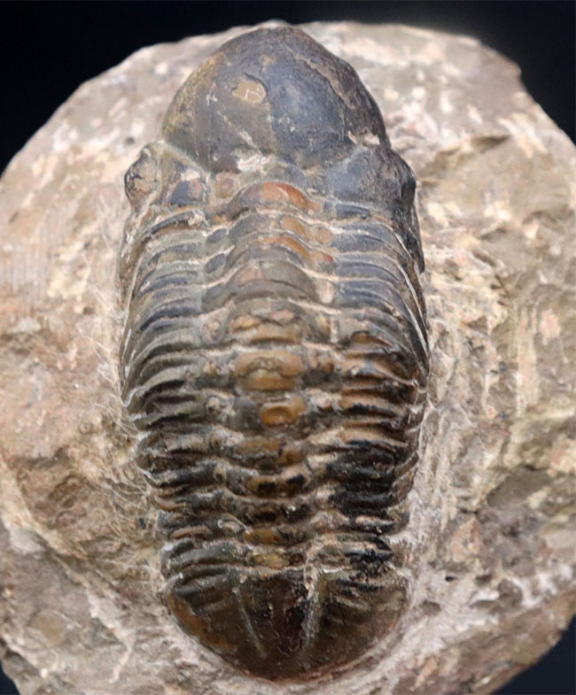 平均を大きく上回る大きな個体!モロッコ産のデボン紀の三葉虫、リードプス(Reedops)(その1)