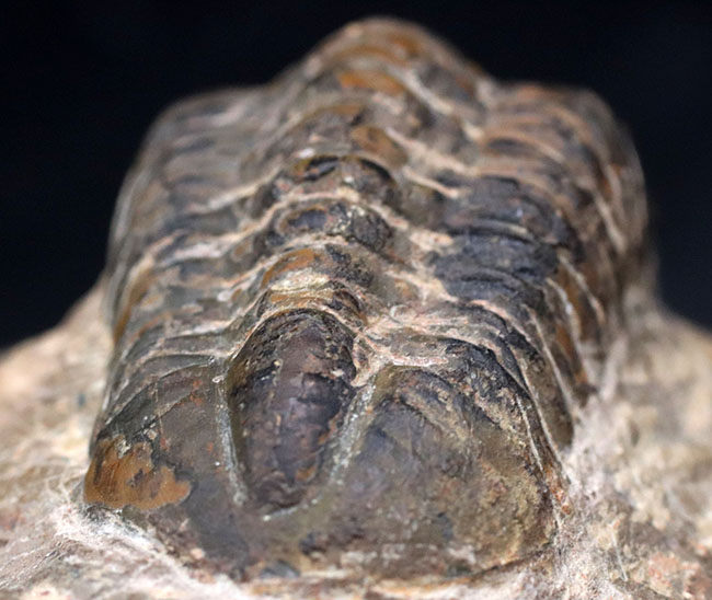 平均を大きく上回る大きな個体!モロッコ産のデボン紀の三葉虫、リードプス(Reedops)(その10)
