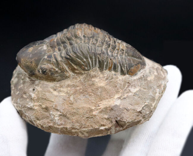 平均を大きく上回る大きな個体!モロッコ産のデボン紀の三葉虫、リードプス(Reedops)(その7)
