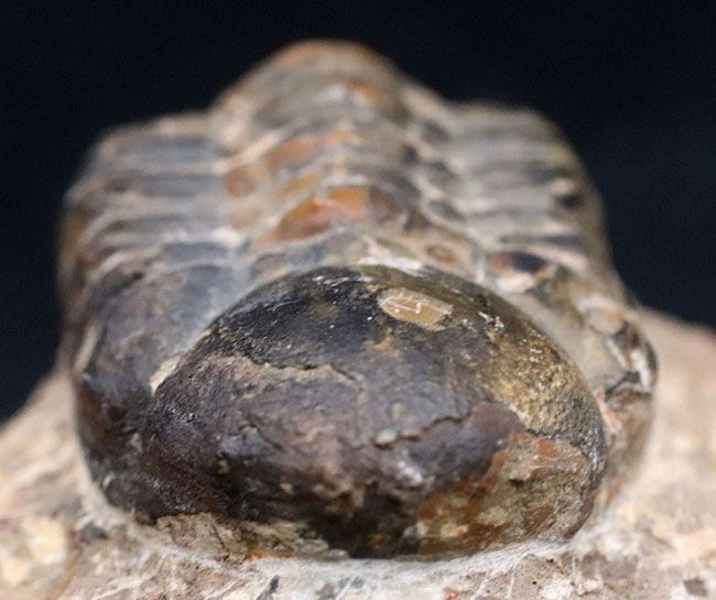 平均を大きく上回る大きな個体!モロッコ産のデボン紀の三葉虫、リードプス(Reedops)(その8)