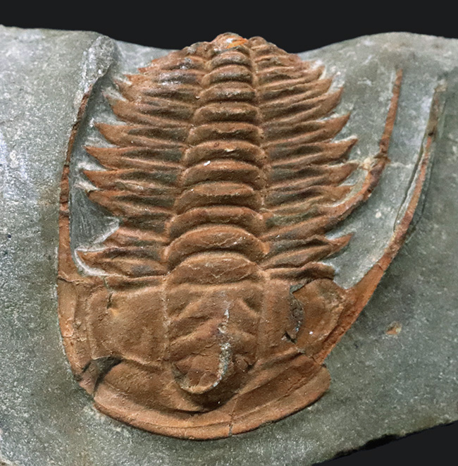 長い頬棘にご注目！カンブリア紀の極めて古い三葉虫、ハマトレヌス・ヴィンセンティ（Hamatolenus vincenti）の上質化石（その1）