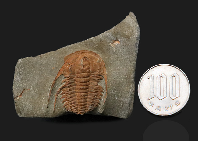 長い頬棘にご注目！カンブリア紀の極めて古い三葉虫、ハマトレヌス・ヴィンセンティ（Hamatolenus vincenti）の上質化石（その10）