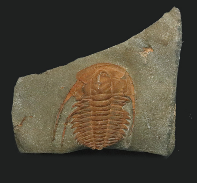 長い頬棘にご注目！カンブリア紀の極めて古い三葉虫、ハマトレヌス・ヴィンセンティ（Hamatolenus vincenti）の上質化石（その2）