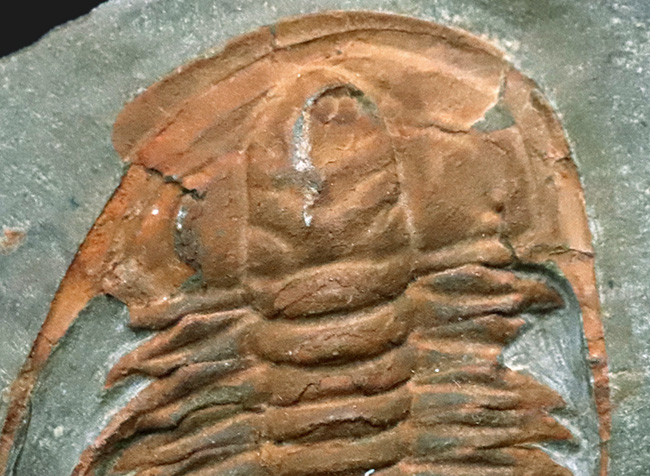稀少！美麗♪★三葉虫★Hamatolenus vincenti★完全体★化石★trilobite★モロッコ★ 三葉虫Hamatolenus vincenti387ｇモロッコ王国産⁄化石