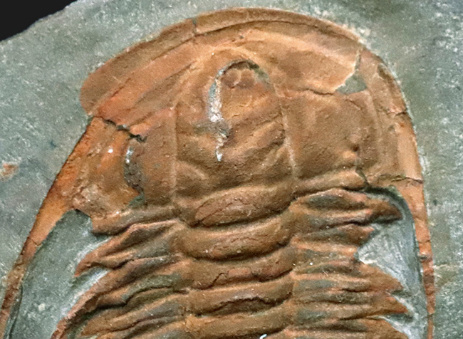 長い頬棘にご注目！カンブリア紀の極めて古い三葉虫、ハマトレヌス・ヴィンセンティ（Hamatolenus vincenti）の上質化石（その3）