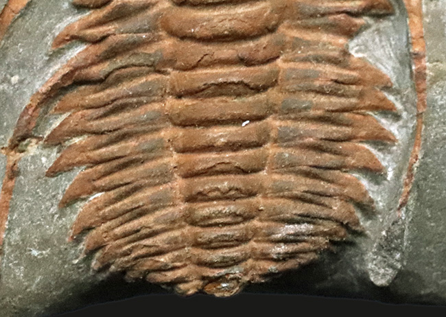 長い頬棘にご注目！カンブリア紀の極めて古い三葉虫、ハマトレヌス・ヴィンセンティ（Hamatolenus vincenti）の上質化石（その4）