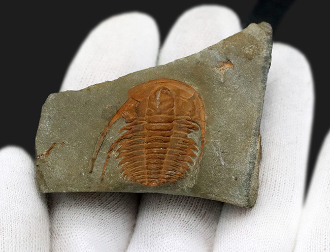 長い頬棘にご注目！カンブリア紀の極めて古い三葉虫、ハマトレヌス