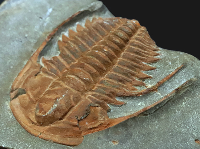 長い頬棘にご注目！カンブリア紀の極めて古い三葉虫、ハマトレヌス・ヴィンセンティ（Hamatolenus vincenti）の上質化石（その6）