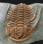 長い頬棘にご注目！カンブリア紀の極めて古い三葉虫、ハマトレヌス・ヴィンセンティ（Hamatolenus vincenti）の上質化石