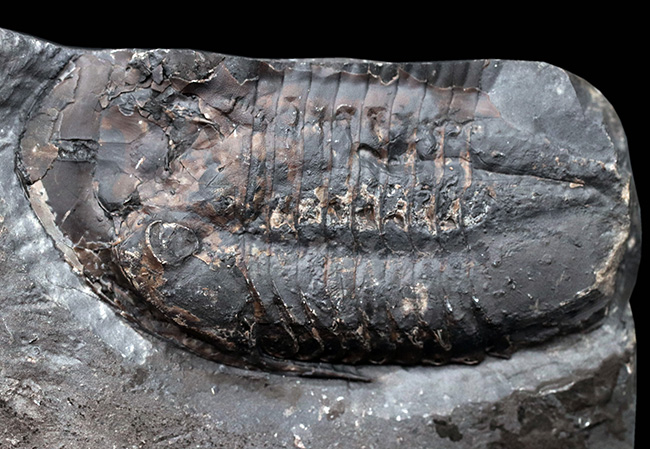 カナダ・オタワ産、北米のアサフスこと、イソテルス・アイオエンシス(Isotelus iowensis)(その2)