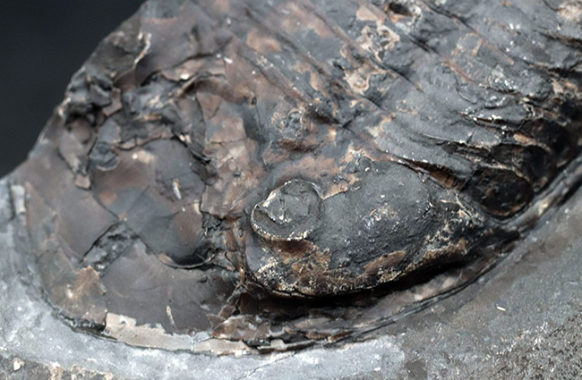 カナダ・オタワ産、北米のアサフスこと、イソテルス・アイオエンシス(Isotelus iowensis)(その4)