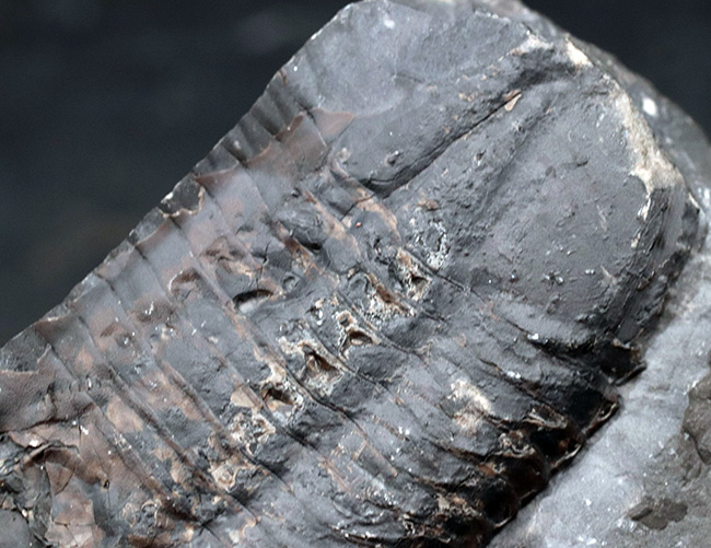 カナダ・オタワ産、北米のアサフスこと、イソテルス・アイオエンシス(Isotelus iowensis)(その5)