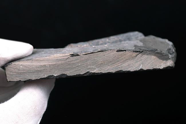 カナダ・オタワ産、北米のアサフスこと、イソテルス・アイオエンシス(Isotelus iowensis)(その7)