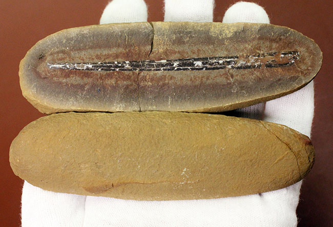 石炭紀の大樹、レピドレンドロン(Lepidodendron sp.)の大きな葉の化石(その10)