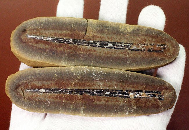 石炭紀の大樹、レピドレンドロン(Lepidodendron sp.)の大きな葉の化石(その2)
