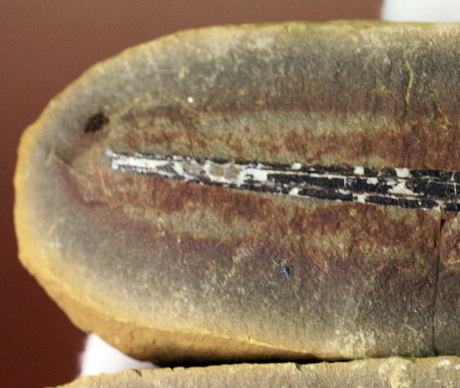 石炭紀の大樹、レピドレンドロン(Lepidodendron sp.)の大きな葉の化石(その3)
