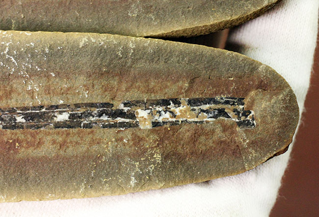 石炭紀の大樹、レピドレンドロン（Lepidodendron sp.）の大きな葉の化石（その7）