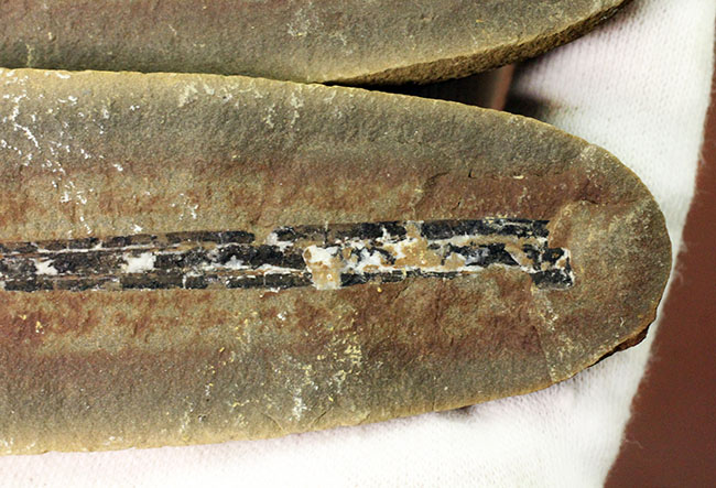 石炭紀の大樹、レピドレンドロン(Lepidodendron sp.)の大きな葉の化石(その7)