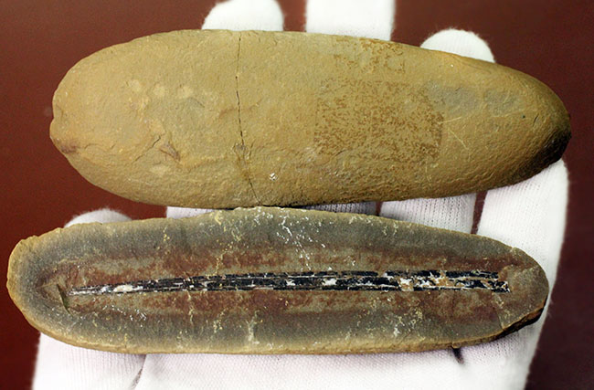 石炭紀の大樹、レピドレンドロン(Lepidodendron sp.)の大きな葉の化石(その8)