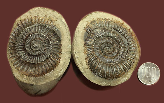 ヨークシャー産のノジュール。ジュラ紀前期（約１億８千年前）のアンモナイト、ダクチリオセラス（Dactylioceras sp.）（その10）