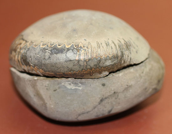 ヨークシャー産のノジュール。ジュラ紀前期（約１億８千年前）のアンモナイト、ダクチリオセラス（Dactylioceras sp.）（その3）