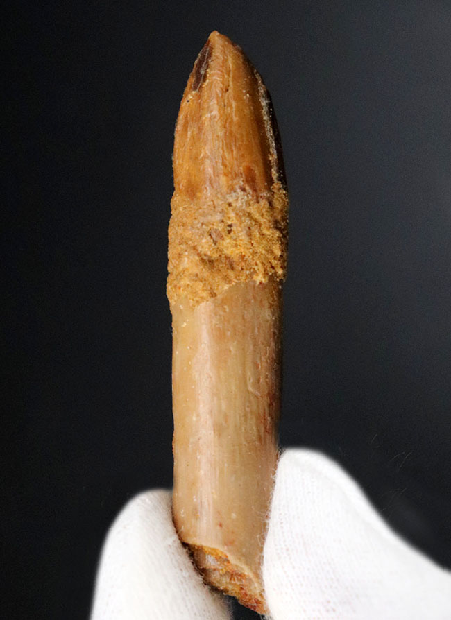 歯根が保存されている！ジュラ紀の巨大な草食恐竜、ケイティオサウルス