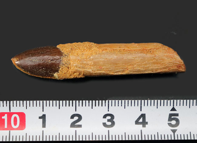 歯根が保存されている!ジュラ紀の巨大な草食恐竜、ケイティオサウルス (Cetiosaurus) の「釘」のごとき歯化石(その6)