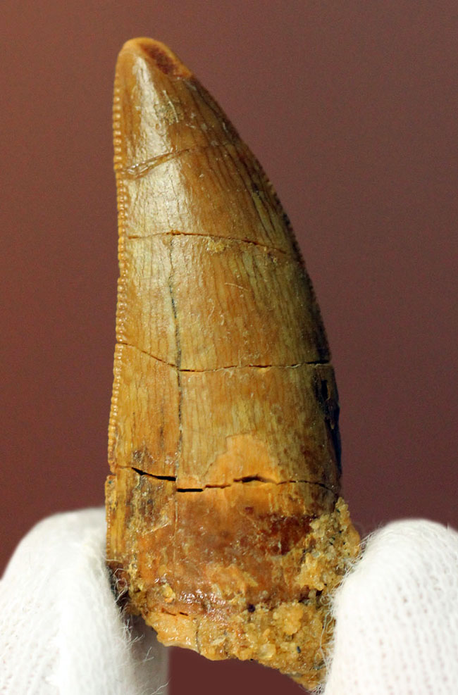 白亜紀の北アフリカの食物連鎖の頂点に君臨していたカルカロドントサウルスの歯化石(その1)