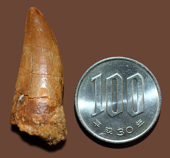 白亜紀の北アフリカの食物連鎖の頂点に君臨していたカルカロドントサウルスの歯化石(その10)
