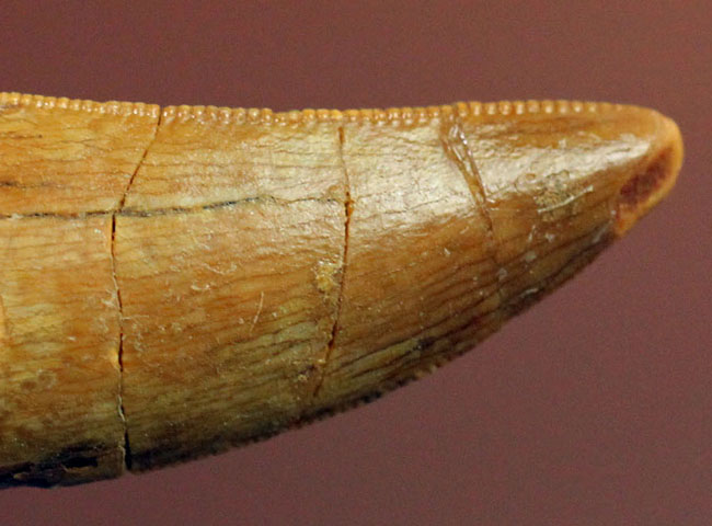 白亜紀の北アフリカの食物連鎖の頂点に君臨していたカルカロドントサウルスの歯化石(その2)