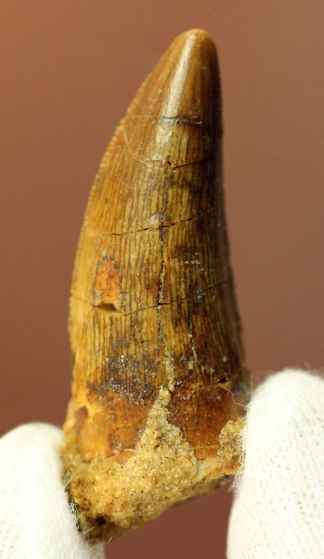 白亜紀の北アフリカの食物連鎖の頂点に君臨していたカルカロドントサウルスの歯化石(その3)