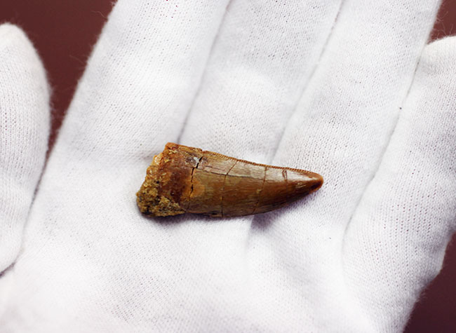 白亜紀の北アフリカの食物連鎖の頂点に君臨していたカルカロドントサウルスの歯化石(その4)